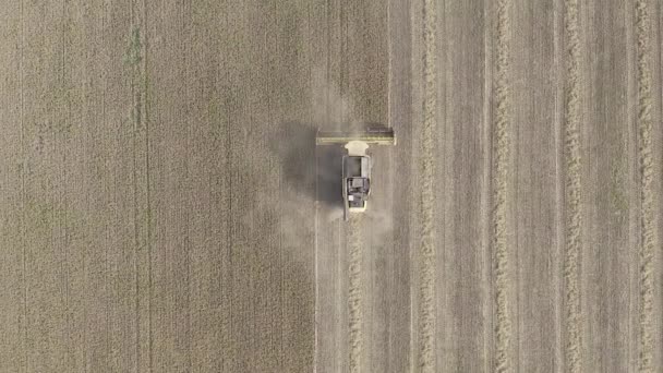 Mykolaiv Ukranin 2020 Sklizeň Pracuje Terénu Kombinovat Zemědělské Stroje Sklízející — Stock video
