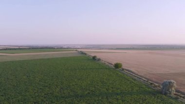 Engin buğday tarlasının üzerinde güzel gün batımında uçan hava.