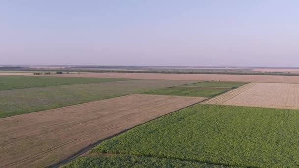 美しい光の夕日で広大な小麦畑の上を飛ぶ航空機 — ストック動画