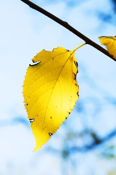 Feuilles d'automne — Photo