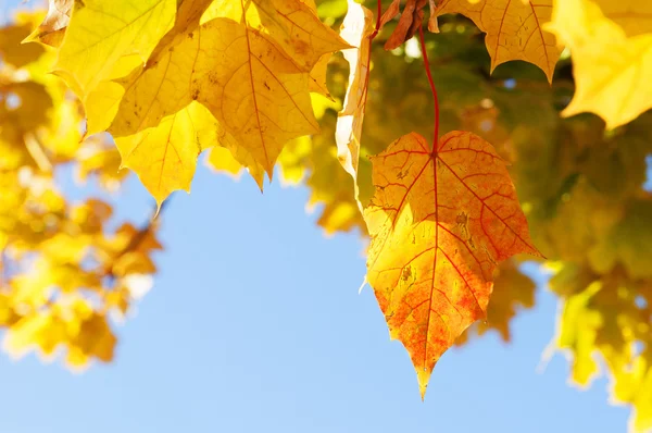 Herfstbladeren — Stockfoto