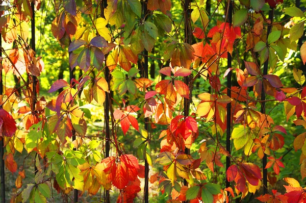 Herfstbladeren — Stockfoto