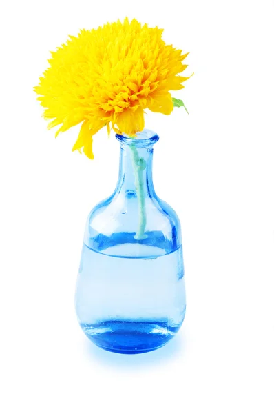 Beautiful sunflower in vase isolated on blue background — Stock Photo, Image