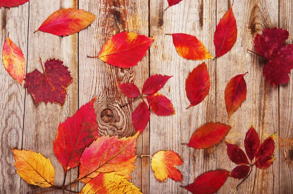 Fond d'automne avec des feuilles colorées sur des planches en bois — Photo