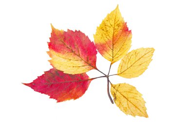 sonbahar yaprağı beyaz arkaplanda izole edildi