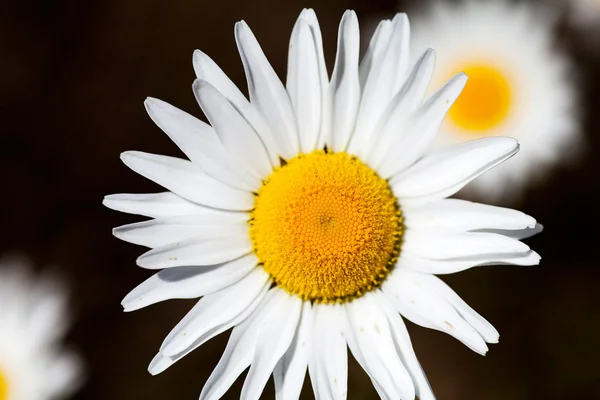 Gänseblümchen — Stockfoto