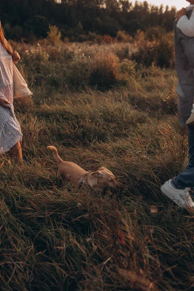 Mutlu Aile Babası Anne Kızı Köpeği Gün Batımında Doğada Yürüyor — Stok fotoğraf