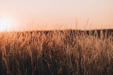 Gün batımında yaz tarlası