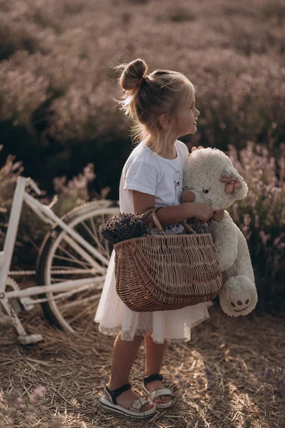 Kleines Mädchen Mit Ihrem Bärenspielzeug Lavendelfeld — Stockfoto