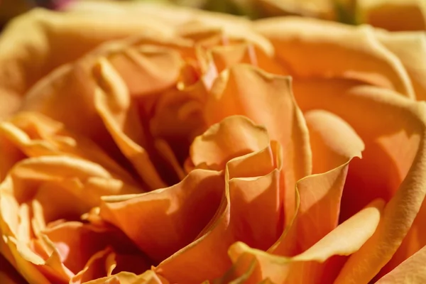 Flower rose close-up — Stock Photo, Image