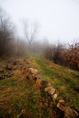 Siste yaprakları dökülmüş ağaçlar