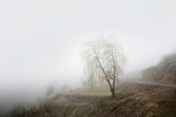 Дерево с опавшими листьями в тумане — стоковое фото