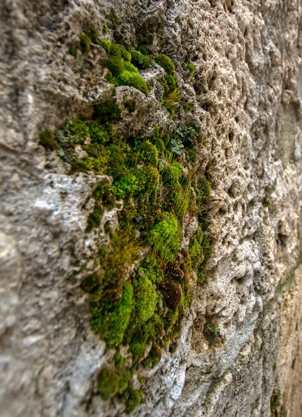 Mousse Sur Mur Pierre Ancien Monastère Haghartsin Arménie — Photo