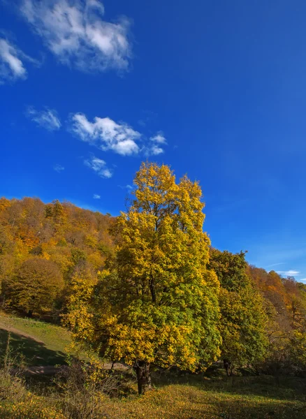 Herbstszene mit schönem Baum — Stockfoto