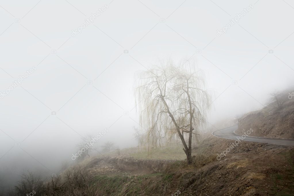 Tree with fallen leaves in the fog