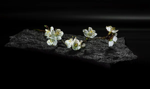 Tak met bloeiende abrikoos witte bloemen op een zwart granieten fragment — Stockfoto