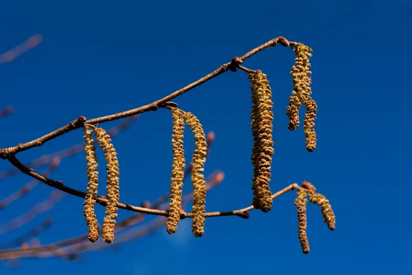 Orzechów laskowych kwiaty drzewo na tle nieba — Zdjęcie stockowe