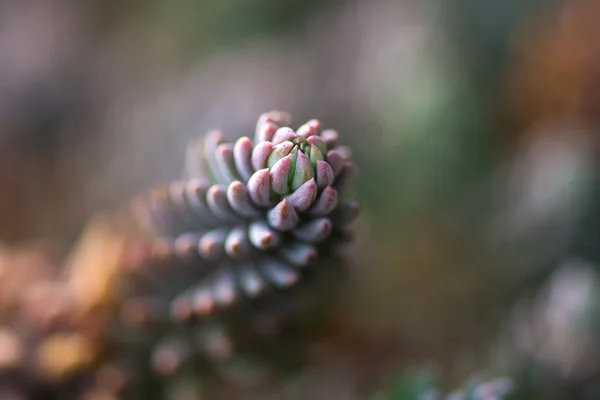 セダム類の植物マクロ — ストック写真