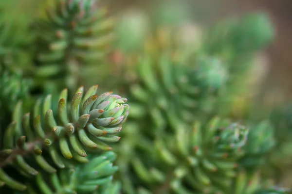 The Sedum reflexum plants macro — Stock Photo, Image