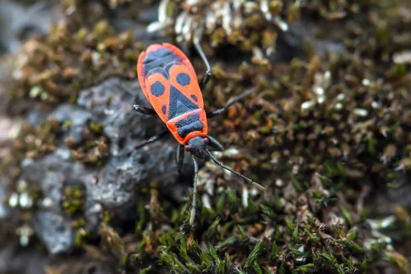 Firebug en una piedra musgosa — Foto de Stock