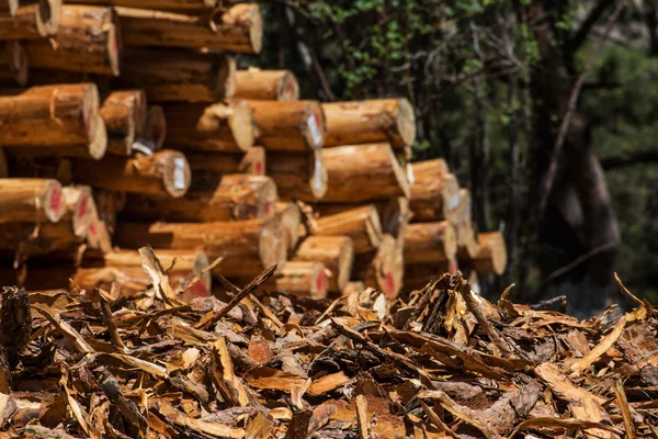 Trä loggar i en skog med flinders i förgrunden — Stockfoto