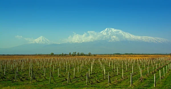 Dağ Ararat, üzüm bağları, Ararat vadi — Stok fotoğraf