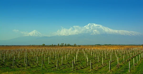 Berg-Araat, Weinberge, Araat-Tal — Stockfoto