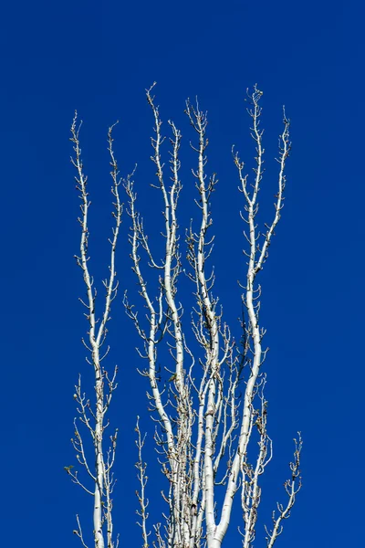 Гілки тополі, вкриті бруньками на тлі блакитного неба — стокове фото