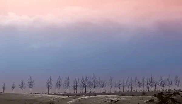 Gökyüzü günbatımı tarafından aydınlatılmış bir arka plan üzerinde ağaçlar satır silüeti — Stok fotoğraf
