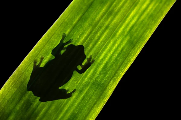 Силует жаба на лист — стокове фото