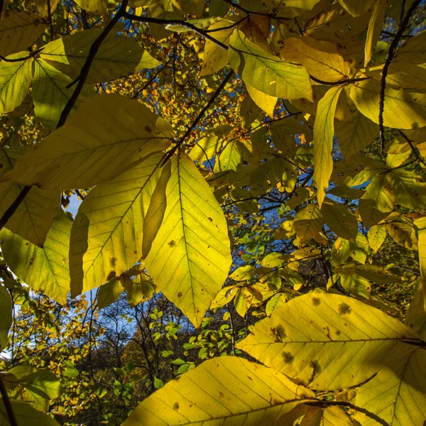 Licht Durch Laub Herbst — Stockfoto