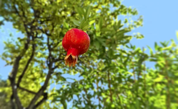 Ripe Pomegranate Branch Foliage Background — Stock Photo, Image