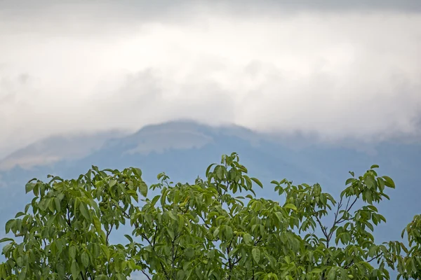 Молодой зеленый орех на дереве летом на размытом фоне гор, покрытых облаками — стоковое фото
