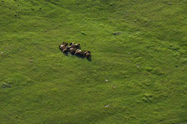Koyun sürüsü araya sokulmuş, görünümü balondan, Ermenistan yükseltilmiş