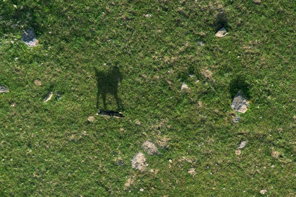 直接以上拍摄的狗和它的阴影在现场 从气球 亚美尼亚的看法 — 图库照片