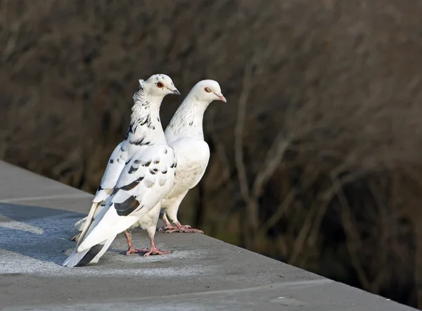 Cople of  white doves — Stock Photo, Image