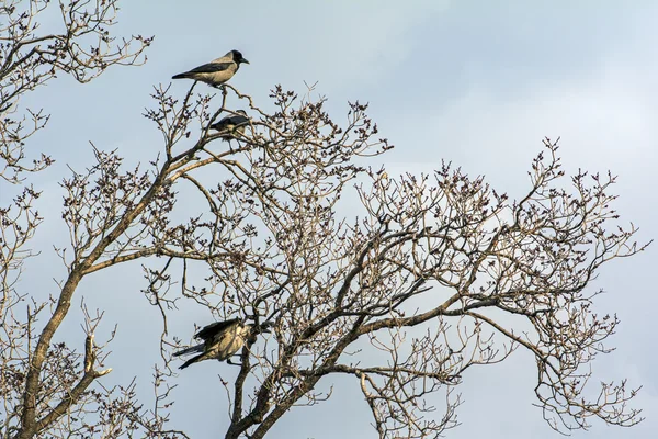 Büyük Siyah Şehrin Aile Ağacın Üstünde Dinlenme Ravens — Stok fotoğraf