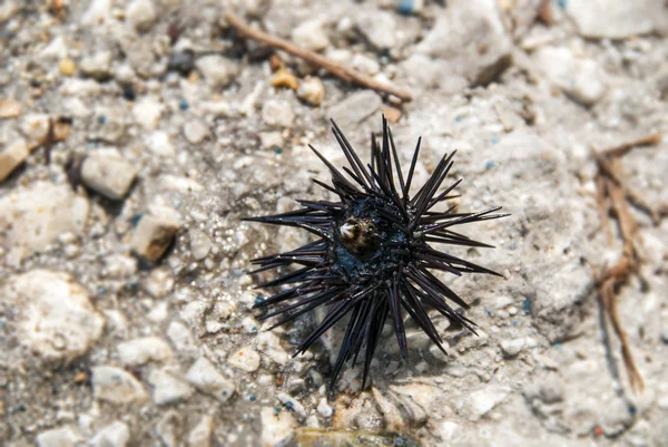 Urchin Purple Tipped Sea Urchin Psammechinus miliaris exposed on shore at low tide