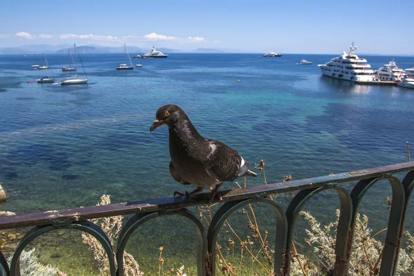 在老城堡和风景如画的海湾前的鸽子与游艇 科孚老城 科孚岛 — 图库照片