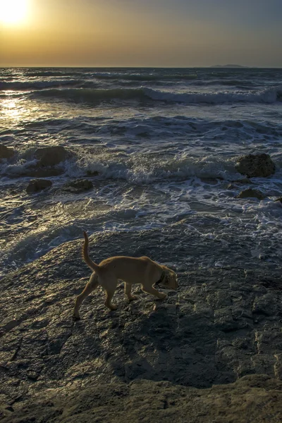 Perro Pequeño Playa Atardecer — Foto de Stock