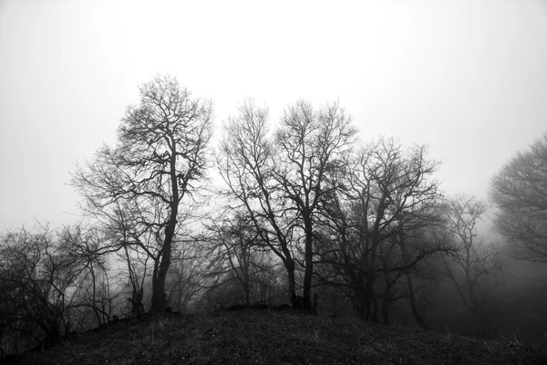 Arbres Aux Feuilles Tombées Dans Brouillard Dilijan Arménie — Photo