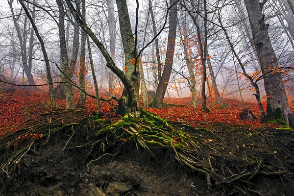 Photographie éditée de racines d'arbres et brouillard dans la forêt, Dilijan, Arménie — Photo