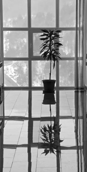 Silhouette Plantes Maison Contre Fenêtre Hiver Landskape Extérieur Tsaghkadzor Arménie — Photo