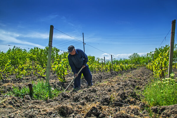 Verin Artashat, Armenia - April 20, 2008: farmer plows his vineyard