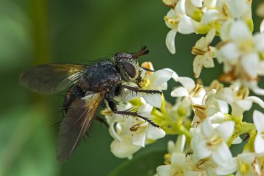Makro fotoğrafçılık Tachinid sinek beyaz çiçeği üzerinde tünemiş