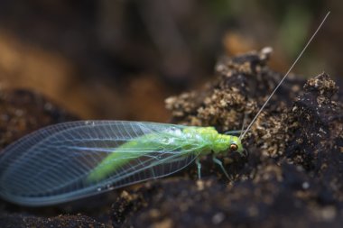 Ortak yeşil lacewing, Chrysoperla carnea