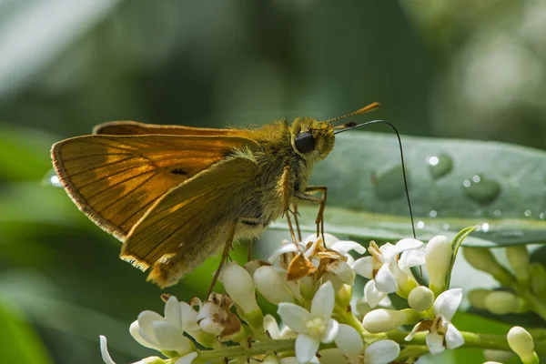 Petit hespérie à fleurs blanches / Thymelicus sylvestris — Photo