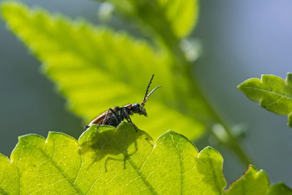 Маленький жук на большом зеленом листе, силуэт на широком листе. Тень маленького подсолнуха — стоковое фото