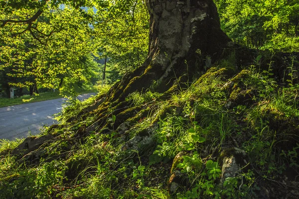 Baumwurzeln Grünen Wald Dilijan Armenien — Stockfoto