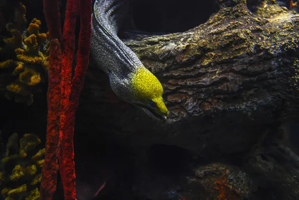 Ékszer moray, Muraena lentiginosa — Stock Fotó